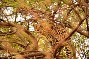 Pourquoi partir en vacances en Afrique du Sud ?