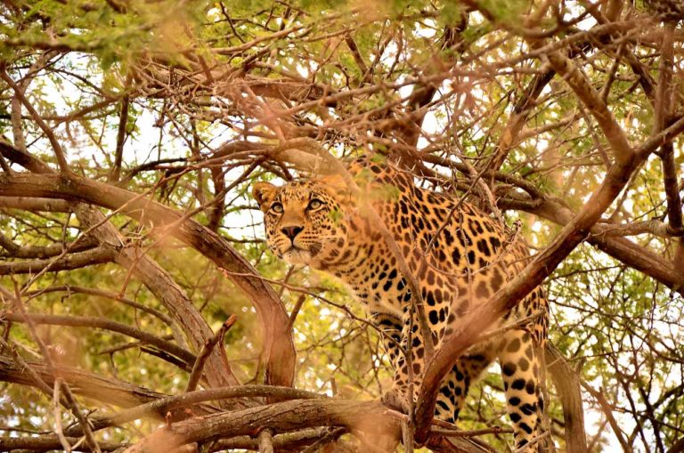 Pourquoi partir en vacances en Afrique du Sud ?