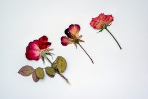 des fleurs séchées en bouquet