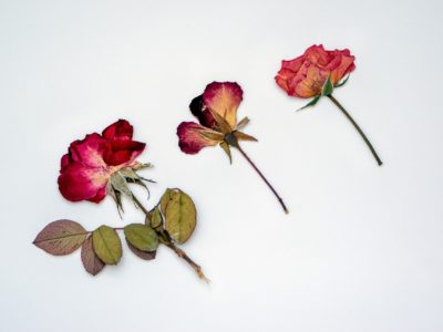 des fleurs séchées en bouquet