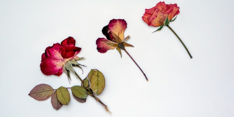 des fleurs séchées en bouquet