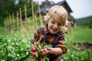 Quelle quantité de terre prévoir pour un carré de potager ?