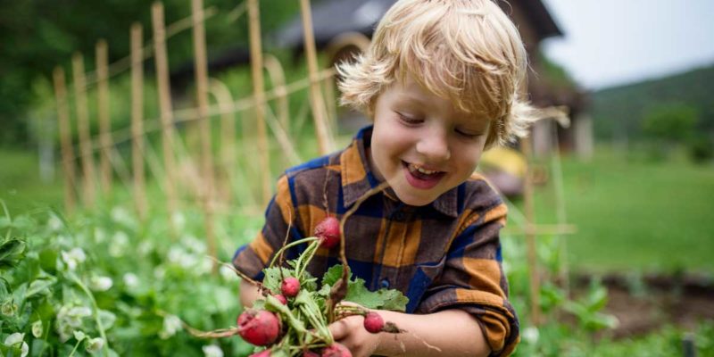 quelle quantité de terre faut-il pour votre potager ?