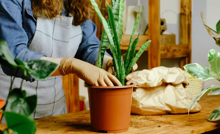 Mamans occupées : adoptez ces 9 plantes résistantes à la sécheresse
