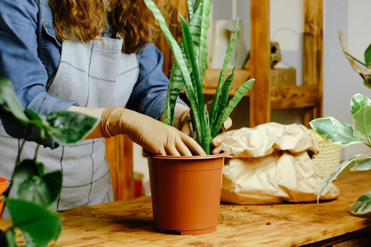 Mamans occupées : adoptez ces 9 plantes résistantes à la sécheresse