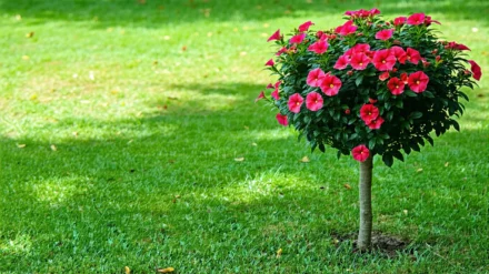 Ce petit arbuste vivace qui fleurit tout l’été va transformer votre jardin